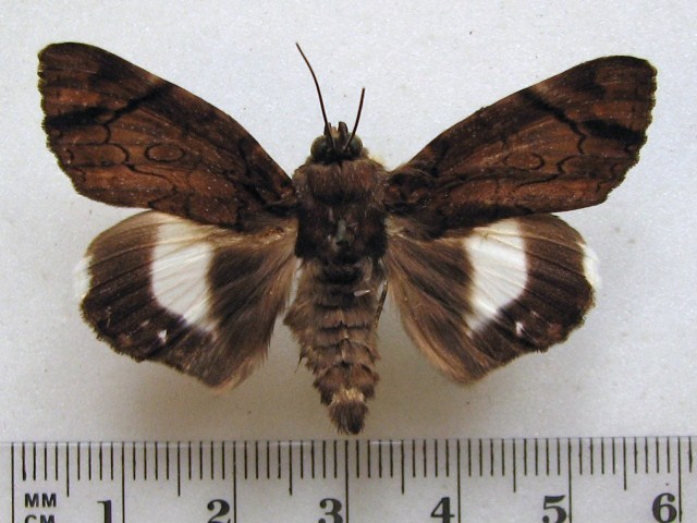 Nagia linteola